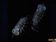 揭晓了螳螂虾幼体在水中隐身的秘密
