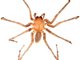 美国发现两个此前未知盲眼洞穴蜘蛛新物种