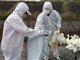 日本多地检出禽流感病毒 31万只家禽或被扑杀