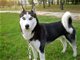 二哈为什么不能当警犬？答案竟然是这样的！