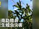 实拍西双版纳闹蝗灾 蝗虫漫天乱窜如乌云