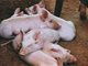 辽宁锦州、盘锦发生3起非洲猪瘟疫情 共死亡生猪459头