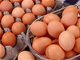 5月份蛋价较3月份上涨19% 鸡蛋价格为何上涨？