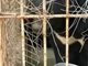 曝江苏一动物园虐待动物:梅花鹿腿腐烂黑熊被绑嘴