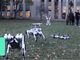 麻省理工学院MIT机器狗亮相 集体后空翻踢足球
