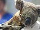 澳大利亚超2万只考拉在袋鼠岛大火中死亡