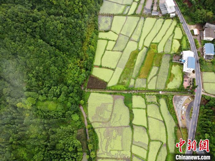 石柱集中成片的莼菜基地。　受访者供图 摄