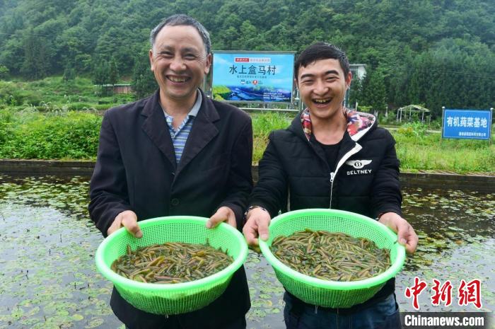 随着石柱莼菜扩大种植规模，带动越来越多的村民增收。　受访者供图 摄