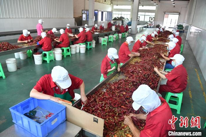 6月12日，四川省眉山市泡菜龙头企业吉香居生产车间，工人正在处理制作泡菜的原材料辣椒。四川省眉山市不仅是北宋大文豪苏东坡的故乡，还凭借逾2000年的泡菜制作史成为&ldquo;中国泡菜之乡&rdquo;。如今，这种酸辣可口的佐餐佳品远销100多个国家和地区，2019年眉山市泡菜销售收入达到200.8亿元人民币。
<a target='_blank' href='http://www.chinanews.com/'>中新社</a>记者 张浪 摄