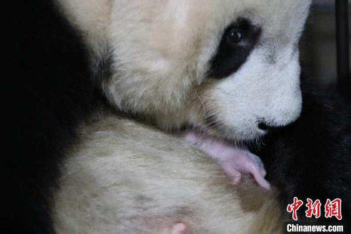 秦岭大熊猫永永顺利诞下一雌性幼仔。秦岭大熊猫研究中心供图