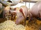 2021年每头生猪利润564元 高于正常年份的200元
