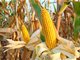 是否考虑转基因玉米商业化?农业农村部回应