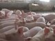 养殖企业称卖一头猪亏300元 春节肉价怎么走？