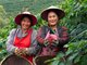 中国99%咖啡产自云南