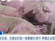 生猪出栏前一夜暴瘦60多斤 养殖企业报案