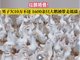 男子申请强执12万 获赔1600只鹅