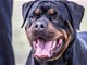禁养的烈性犬伤人 犬主一律负全责