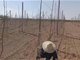 洛川18户村民购买万余棵苹果树苗成活率不足10%