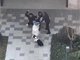 上海一女子牵绳遛狗被围殴 警方通报