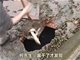 鱼塘惊现大洞 几百斤鱼顺水漏走
